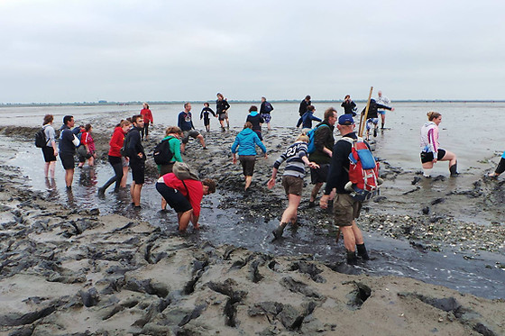 Wadlopen Pieterburen - Pieterburen | Vivabox
