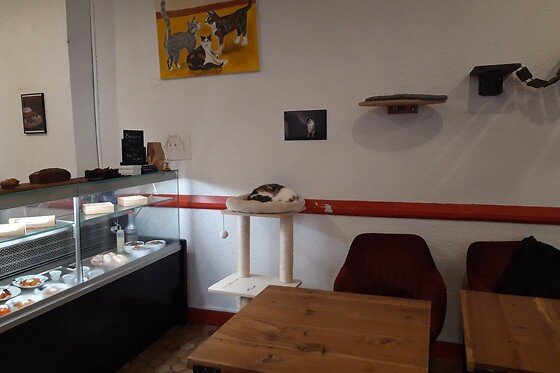 Nekohi Bar à chat Limoges - photo 2