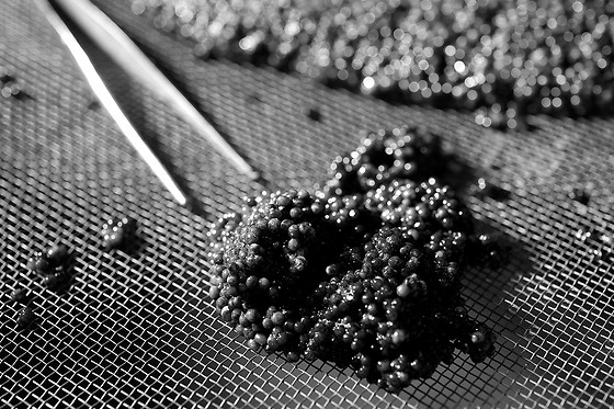 Caviar de Neuvic - photo 2