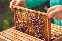 Aux secrets des abeilles