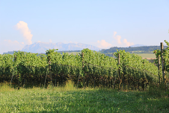 Weinbau Haselrain - photo 2